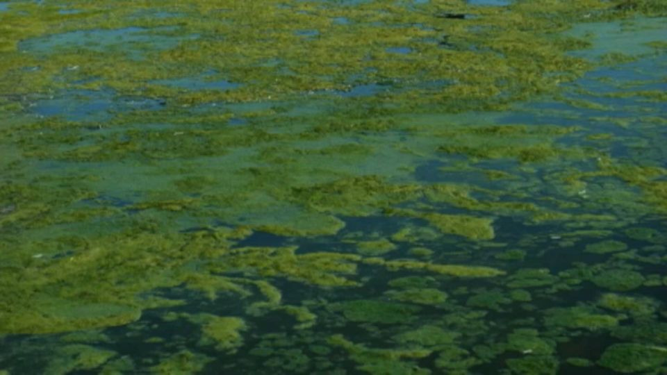 blue green algae pool